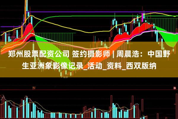 郑州股票配资公司 签约摄影师 | 周晨浩：中国野生亚洲象影像记录_活动_资料_西双版纳